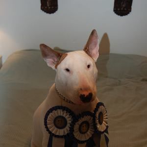 Meet your Posher, Darcy